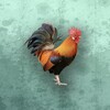 光明电影院官网最新版